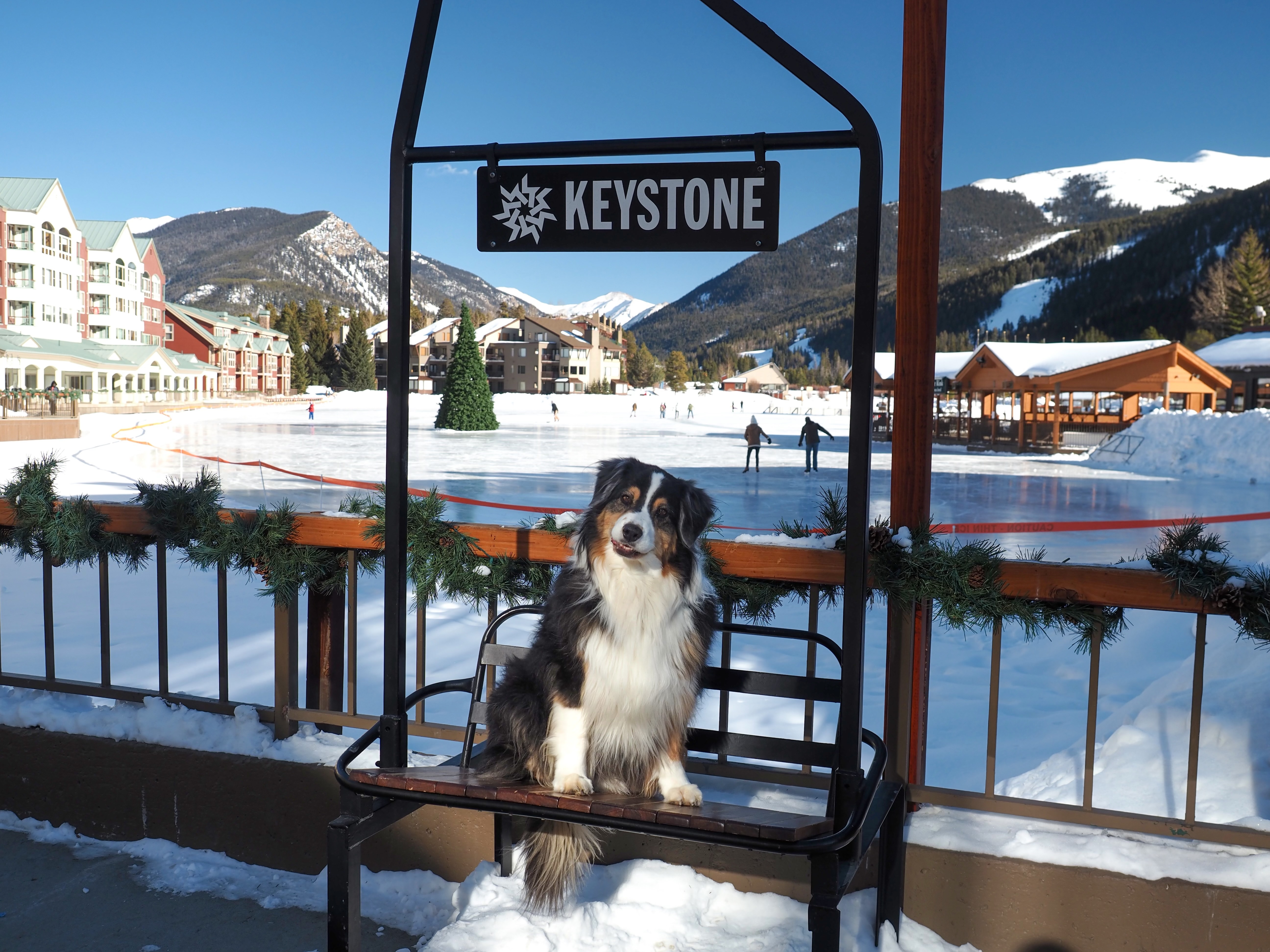 Dog sitting on a snow covered bench that says Keystone.